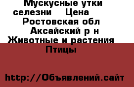 Мускусные утки, селезни. › Цена ­ 300 - Ростовская обл., Аксайский р-н Животные и растения » Птицы   